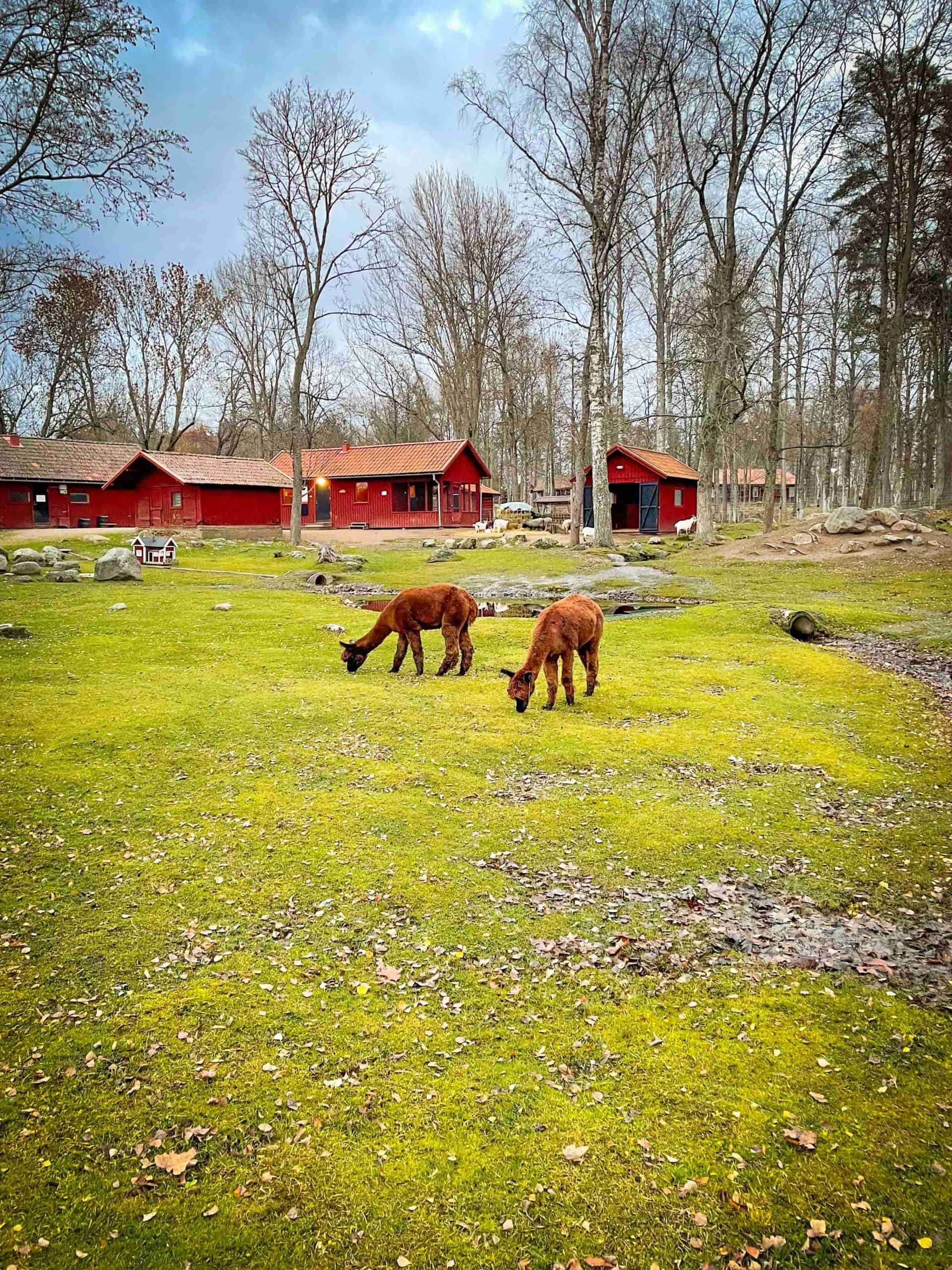 2 brown alpacas eating grass in the foreground. In the background are red Swedish cottages. Photo taken at Höbro Bruk in Sandviken, Sweden | Destination Unknown