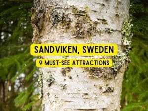 Birch tree in the wood with moss | Sandviken, Sweden : 9 Must-See Attractions | Destination Unknown