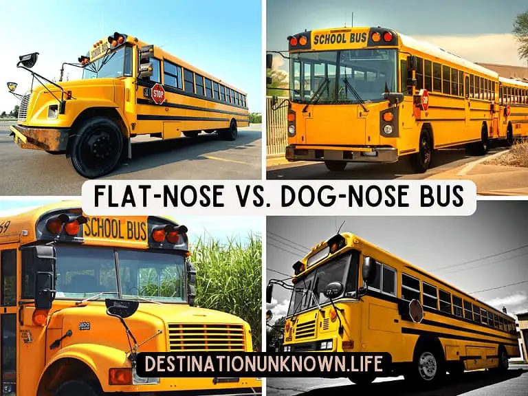 4 images with text : Flat-Nose vs. Dog-Nose Bus. Two images are of dog-nose school buses. Two images are of flat-nose school buses.